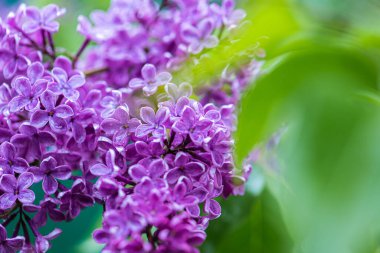 Büyük leylak dalları çiçek açar. Bahar leylaklarının parlak çiçekleri. Bulanık arka planda bahar mavisi leylak çiçekleri. Bir buket mor çiçek.