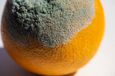 Küflü portakal meyvesi. Çürük greyfurt. Kötü koruma koşulları. Yaklaş, berbat yemek. Mantar hastalığı.