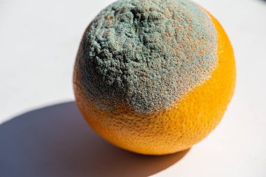 Küflü portakal meyvesi. Çürük greyfurt. Kötü koruma koşulları. Yaklaş, berbat yemek. Mantar hastalığı