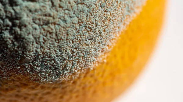 Fruta Naranja Mohosa Pomelo Podrido Malas Condiciones Conservación Cerca Comida — Foto de Stock