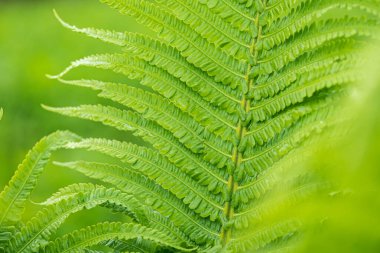 Eğreltiotu yaprağı yeşili arka plan, Davallia solida Sw. Seçici odaklanma. Yakın görünüm. 