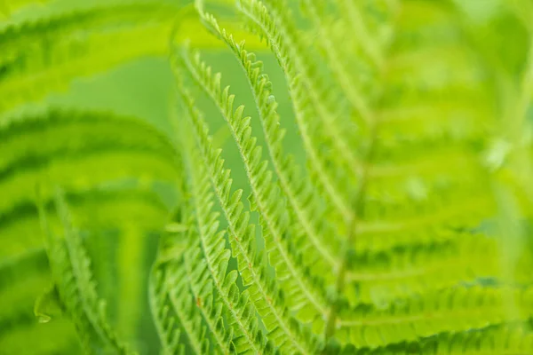 Varkensblad Groene Natuur Achtergrond Davallia Solida Selectieve Focus Dichtbij — Stockfoto