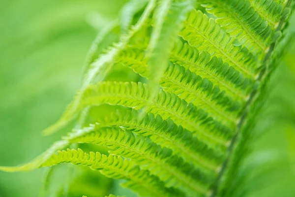 Fernbladets Grønne Naturbakgrunn Davallia Solida Selektivt Fokus Tett Sikt – stockfoto