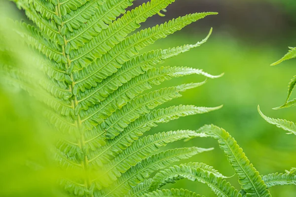 Hoja Helecho Verde Fondo Naturaleza Davallia Solida Enfoque Selectivo Vista —  Fotos de Stock