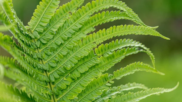 Varkensblad Groene Natuur Achtergrond Davallia Solida Selectieve Focus Dichtbij — Stockfoto