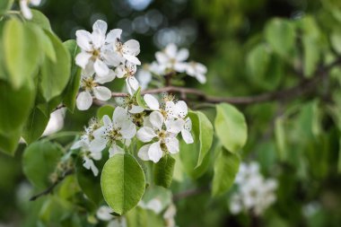 Bulanık bahçenin arka planında bir elma dalında güzel çiçekler. Seçici odak