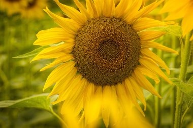 Yakın çekim, doğal arka planda güzel ayçiçekleri, çiçek açan ayçiçekleri.