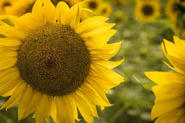 Yakın çekim, doğal arka planda güzel ayçiçekleri, çiçek açan ayçiçekleri.