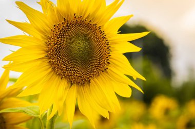Yakın çekim, doğal arka planda güzel ayçiçekleri, çiçek açan ayçiçekleri.