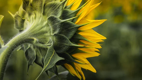 Close View Beautiful Sunflowers Field Natural Background Flowering Sunflowers — Stock Photo, Image