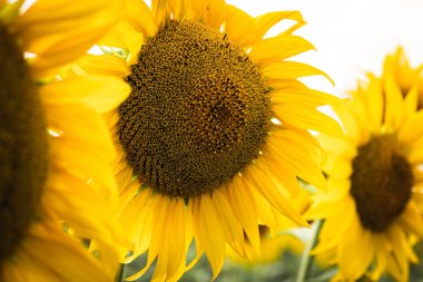 Yakın çekim, doğal arka planda güzel ayçiçekleri, çiçek açan ayçiçekleri.