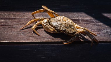 Top view of a live Dungeness crab on a wooden gray-brown old surface, light shadow, ray of sunshine. Place for text. Banner