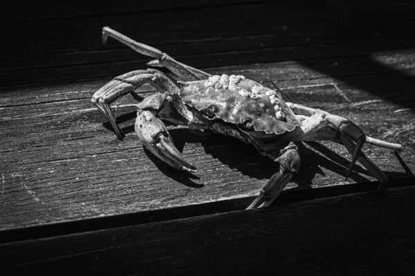 Černobílá Fotka Horní Pohled Živého Kraba Dungeness Dřevěném Šedohnědém Starém — Stock fotografie