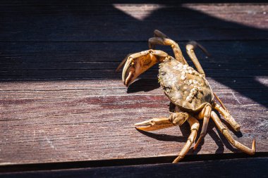 Top view of a live Dungeness crab on a wooden gray-brown old surface, light shadow, ray of sunshine. Place for text. Banner