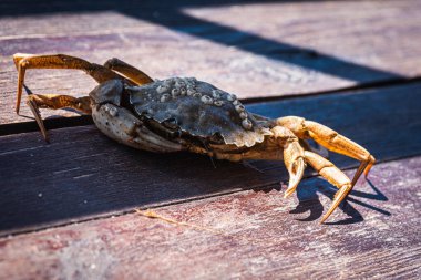 Top view of a live Dungeness crab on a wooden gray-brown old surface, light shadow, ray of sunshine. Place for text. Banner