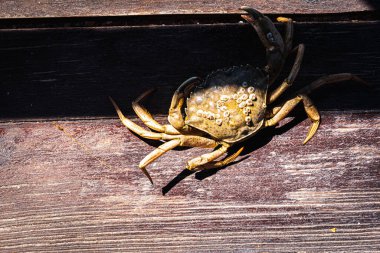 Top view of a live Dungeness crab on a wooden gray-brown old surface, light shadow, ray of sunshine. Place for text. Banner