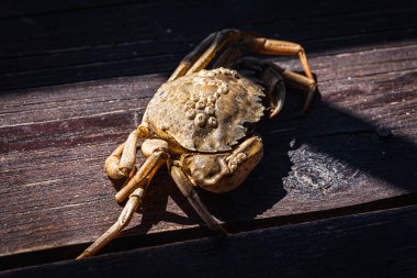 Top view of a live Dungeness crab on a wooden gray-brown old surface, light shadow, ray of sunshine. Place for text. Banner