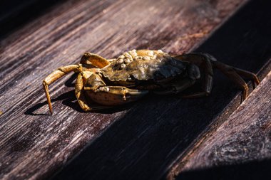 Top view of a live Dungeness crab on a wooden gray-brown old surface, light shadow, ray of sunshine. Place for text. Banner