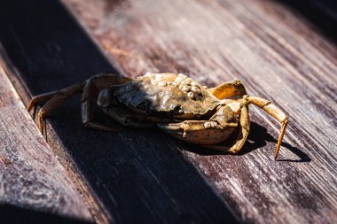 Top view of a live Dungeness crab on a wooden gray-brown old surface, light shadow, ray of sunshine. Place for text. Banner