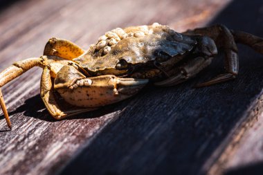 Top view of a live Dungeness crab on a wooden gray-brown old surface, light shadow, ray of sunshine. Place for text. Banner