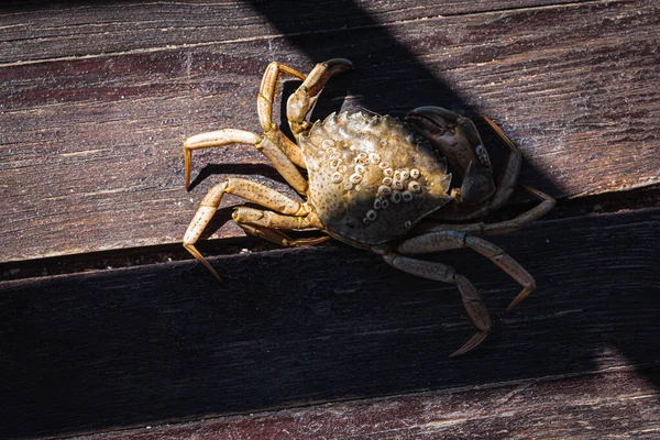 Top view of a live Dungeness crab on a wooden gray-brown old surface, light shadow, ray of sunshine. Place for text. Banner