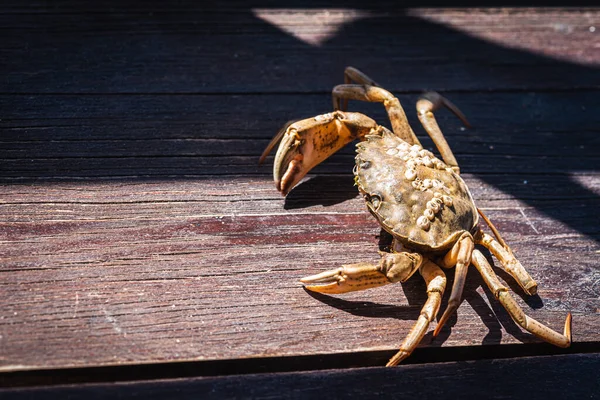 Draufsicht Auf Eine Lebende Dungeness Krabbe Auf Einer Hölzernen Grau — Stockfoto