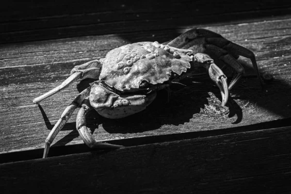 Černobílá Fotka Horní Pohled Živého Kraba Dungeness Dřevěném Šedohnědém Starém — Stock fotografie