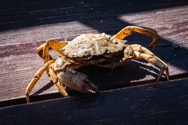 Top view of a live Dungeness crab on a wooden gray-brown old surface, light shadow, ray of sunshine. Place for text. Banner