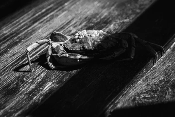 Foto Bianco Nero Vista Dall Alto Granchio Dungeness Vivo Una — Foto Stock