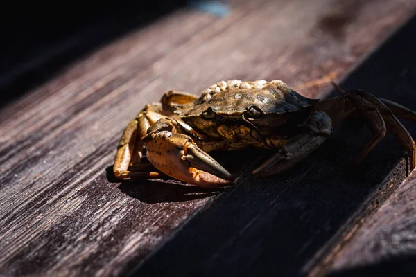 Top view of a live Dungeness crab on a wooden gray-brown old surface, light shadow, ray of sunshine. Place for text. Banner