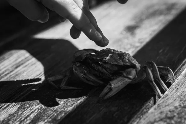 Zwart Wit Foto Close Van Krab Aanraken Vinger Daglicht Selectieve — Stockfoto