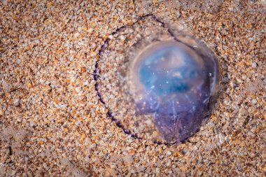Deniz anası, deniz kenarında. İnsan etkisinin çevre üzerindeki konsepti. Sahilde kocaman ölü bir denizanası. Azov Denizi kıyılarında ölü denizanaları. Üst görünüm