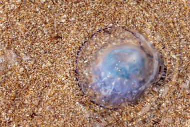 Deniz anası, deniz kenarında. İnsan etkisinin çevre üzerindeki konsepti. Sahilde kocaman ölü bir denizanası. Azov Denizi kıyılarında ölü denizanaları. Üst görünüm