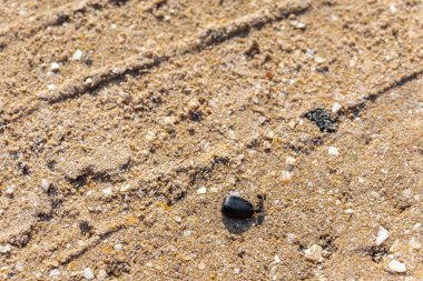 Deniz kumu üzerinde çalışan bir karınca tohumları çekiyor. Seçici odaklanma. Vahşi yaşam konsepti