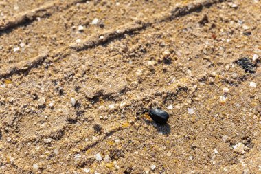 Deniz kumu üzerinde çalışan bir karınca tohumları çekiyor. Seçici odaklanma. Vahşi yaşam konsepti