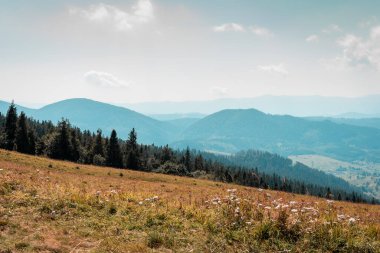 Ukrayna Karpatları 'nın dağları, tepelerdeki günbatımının ve manzaranın büyüleyici manzarası. Renkli ve dağ manzaralı. Doğa konsepti
