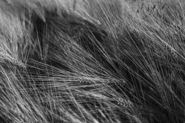 Buğday tarlasının dramatik monokromu. Tarım, hasat ve doğal güzelliğin özünü yakalar. Büyüme, beslenme ve kırsal yaşam temaları için ideal