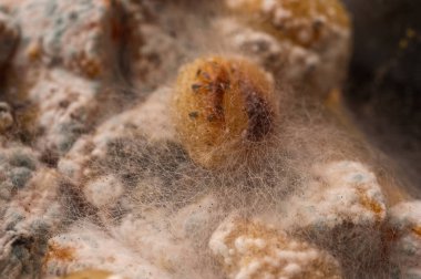 Çürük yiyeceklerin üzerinde büyüyen beyaz küf sporlarının makro aşısı. Bozulmuş organik atıkların iğrenç mantar dokusuna yakın plan, çürümeyi, bakterileri ve kirliliği temsil ediyor, seçici odaklanma