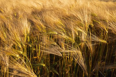 Tarladaki olgun altın buğday kulaklarının yakın çekim dokusu. Sarı buğday dikenleri arka planda. Tarım hasat mevsimi, organik tarım ve ekmek üretim konsepti