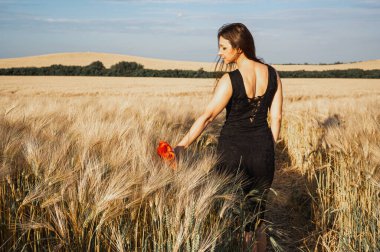 Siyah elbiseli genç bir kadın elinde kırmızı gelinciklerle altın buğday tarlasında yürüyor. Gün batımında dişi tahıl kulaklarına dokunuyor. Tarım hasat kavramı