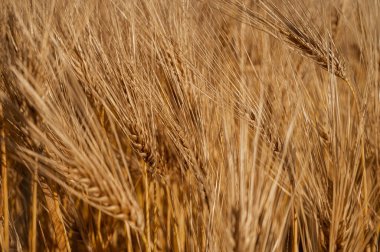 Tarladaki olgun altın buğday kulaklarının yakın çekim dokusu. Sarı buğday dikenleri arka planda. Tarım hasat mevsimi, organik tarım ve ekmek üretim konsepti