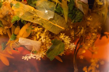 Bardakta mayalanmış ıhlamur özü. Sarı kireç çiçeklerinin yakın çekimi ve sıcak kehribar suyunda yapraklar. Organik sağlıklı vitamin içeceği geçmişi