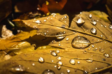 Sarı sonbahar yaprağının büyük su damlaları içeren makro dokusu. Islak altın yaprak damarları çiğ tanecikli. Taze yağmurlu arka plan yansımalı ve güneşli, seçici odaklı