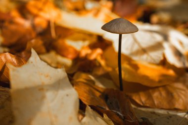 Kuru altın sonbahar yaprakları arasında orman zemininde yetişen küçük mantarlar. Makro doğa geçmişi ve seçici mantar odaklı. Güzel sonbahar konsepti