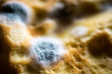 Organik yüzeyde mavi küf kolonisi. Ekmeğin üzerindeki mantar büyümesi yakın plan. Son kullanma tarihi geçmiş gıda, bakteri ve çürüme kavramı. Biyoloji ve hijyen geçmişi