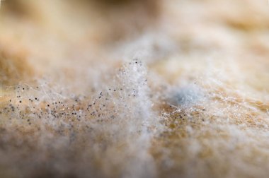 Organik yüzeyde mavi küf kolonisi. Ekmeğin üzerindeki mantar büyümesi yakın plan. Son kullanma tarihi geçmiş gıda, bakteri ve çürüme kavramı. Biyoloji ve hijyen geçmişi