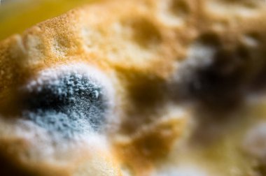 Organik yüzeyde mavi küf kolonisi. Ekmeğin üzerindeki mantar büyümesi yakın plan. Son kullanma tarihi geçmiş gıda, bakteri ve çürüme kavramı. Biyoloji ve hijyen geçmişi