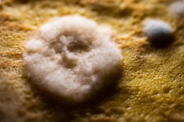 Organik yüzeyde mavi küf kolonisi. Ekmeğin üzerindeki mantar büyümesi yakın plan. Son kullanma tarihi geçmiş gıda, bakteri ve çürüme kavramı. Biyoloji ve hijyen geçmişi