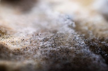 Organik yüzeyde mavi küf kolonisi. Ekmeğin üzerindeki mantar büyümesi yakın plan. Son kullanma tarihi geçmiş gıda, bakteri ve çürüme kavramı. Biyoloji ve hijyen geçmişi