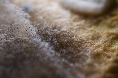 Organik yüzeyde mavi küf kolonisi. Ekmeğin üzerindeki mantar büyümesi yakın plan. Son kullanma tarihi geçmiş gıda, bakteri ve çürüme kavramı. Biyoloji ve hijyen geçmişi